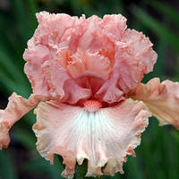 Корневще Ірис Бородатий Coming Up Roses