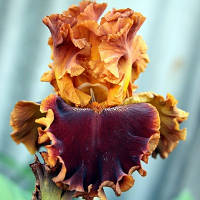 Корневще Ірис Бородатий Copatonic