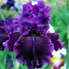 Корневще Ірис Бородастий Dream Express 2 шт., фото 1