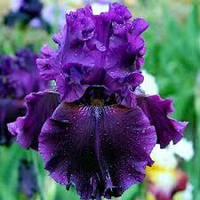 Корневще Ірис Бородастий Dream Express 2 шт.