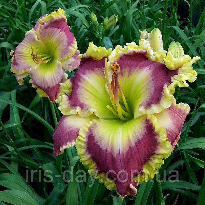 Лілейник Jade Ovation (Pierce 2016) (сажні), фото 1