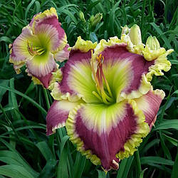 Лілейник Jade Ovation (Pierce 2016) (сажні)