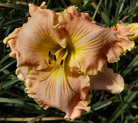 Лілейник Miss Money Penny Міс Мані Пенні (Hansen 2015) (сажі)