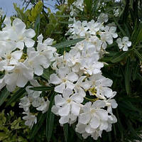 Олеандр білий С2