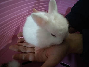 Ціни на кроликів в Україні