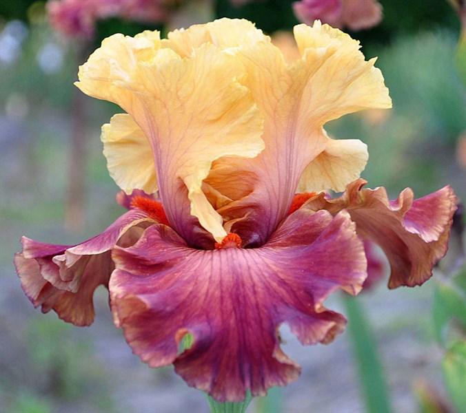 Ирис Peal of Bells Пел оф Белз (Blyth 2014) (саженцы), фото 1