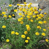 Пупавка фарбувальна