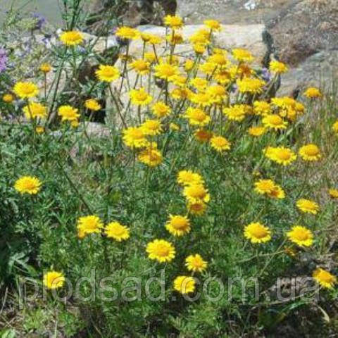 Пупавка красильная Купить по доступной цене в питомнике «PlodSad»