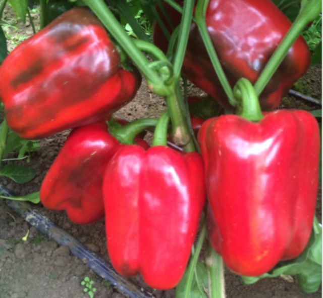 Клерені F1 перець 500 нас. Enza Zaden, фото 1