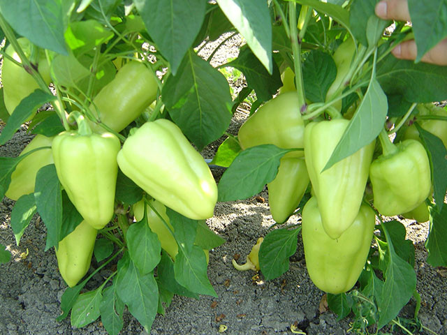 Лотта F1 перець 500 нас. Enza Zaden, фото 1