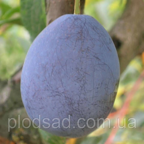 Слива Джойо