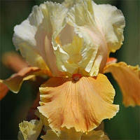 Корневще Ірис Бородатий English Charm 2 шт.