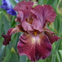 Корневще Ірис Бородатий Figure Head