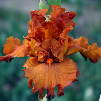 Корневще Ірис Бородатий Golden Panther, фото 1