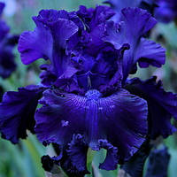 Корневще Ірис Бородатий Germanica Hollywood Nights
