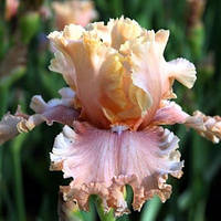 Корневще Ірис Бородатий Germanica I'm Your Lady