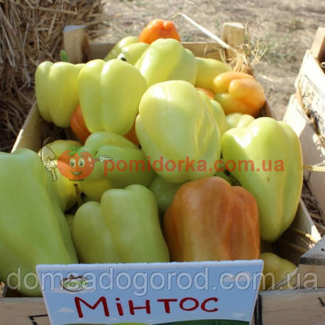 Перець MІНТОС F1 Syngenta 500 шт.