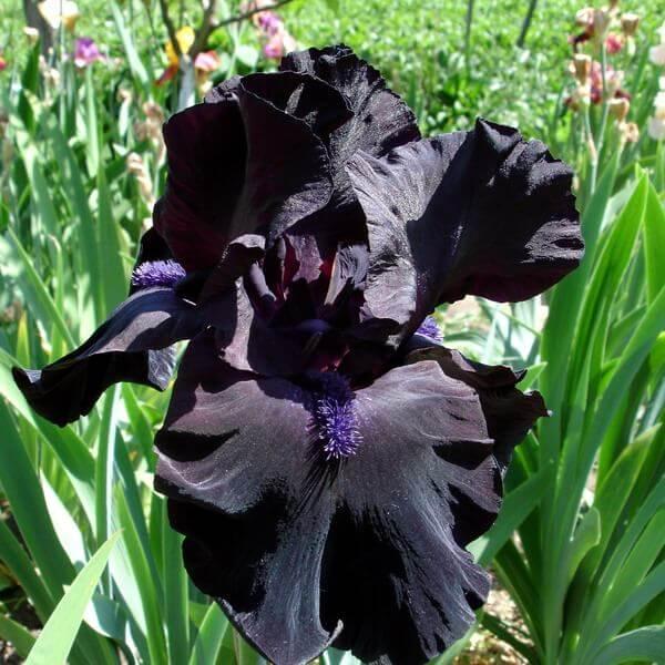 Корневще Ірис Бородатий Midnight Oil, фото 1