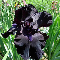 Корневще Ірис Бородатий Midnight Oil