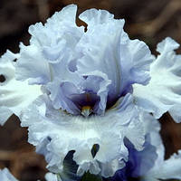 Корневще Ірис Бородатий Natural Grace