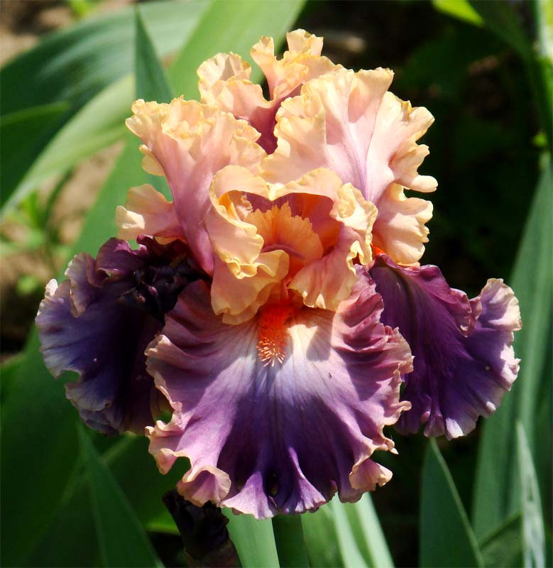 Корневще Ірис Бородатий Photogenic, фото 1