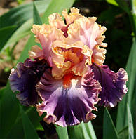 Корневще Ірис Бородатий Photogenic