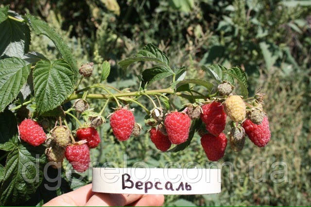 Ремонтантна малина Версаль