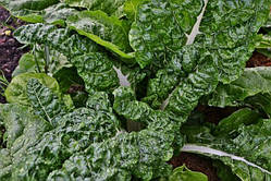 Мангольд-листовий буряк (насіння 30 шт)