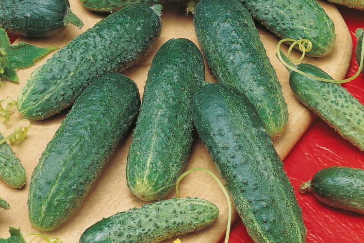 Астерікс F1, огірок ж.т.ц. 1000нас Bejo Zaden, фото 1