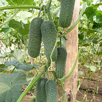 Анзор F1, огірок парт. 250нас Bejo Zaden