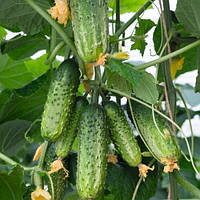 Амант F1, огірок парт. 250нас Bejo Zaden