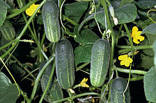 Акорд F1, огірок ж.т.ц. 250нас Bejo Zaden