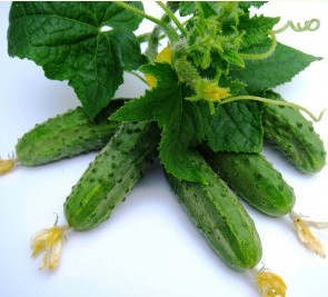 Регал F1, огірок 0,5 кг Clause, фото 1