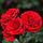 Троянда штамбова Кордула, фото 2