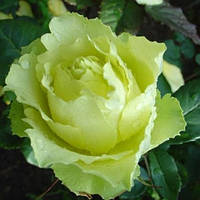 Троянда штамбова Лімбо
