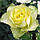 Троянда штамбова Лімбо, фото 2