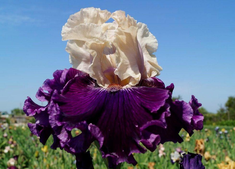 Ирис Viking Dancer Викинг Денсер (Blyth 2006) (саженцы), фото 1