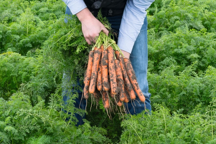 Нерак F1, морква 100 000нас. (2,2-2,4) Bejo Zaden, фото 1
