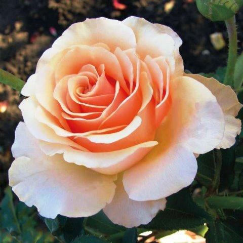 Троянда штамбова Примадонна