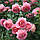 Троянда штамбова Принцес Олександра оф Кент, фото 2