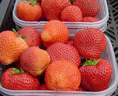 Полуниця сорт Вікторіана (Viktoriana), клас А+ (пізній)