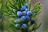 Можжевельник синий, плоды (Juniperus communis) 100г