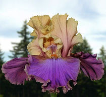 Ірис Risky Business Ризики Бізнес (Johnson 2010) (саджанці), фото 1