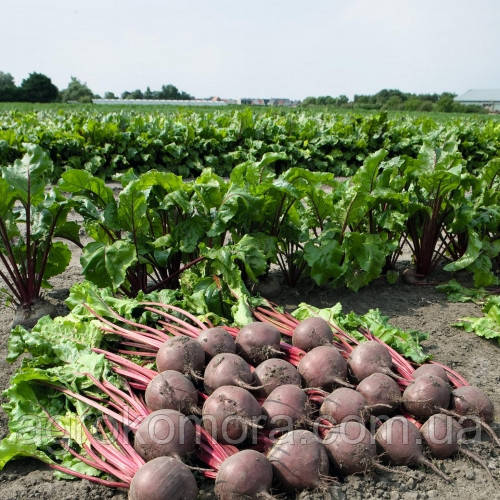 Боро F1 буряк столовий 50 000нас Bejo Zaden, фото 1