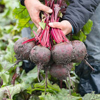 Манзу F1 буряк столовий 50 000нас Bejo Zaden