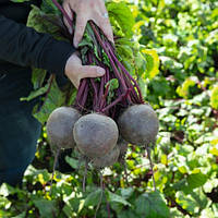 Бікорес F1 буряк столовий 10 000нас Bejo Zaden