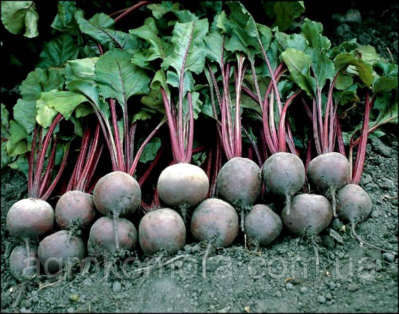 Пабло F1 буряк столовий 10 000нас Bejo Zaden, фото 1