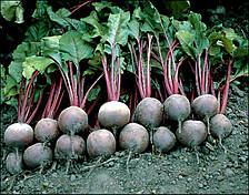 Пабло F1 буряк столовий 10 000нас Bejo Zaden