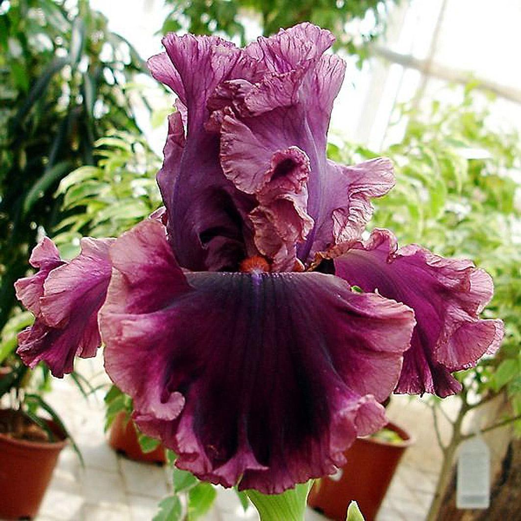 Ірис Romantic Gentleman Романтик Джентельмен (Blyth 2002) (саджанці), фото 1