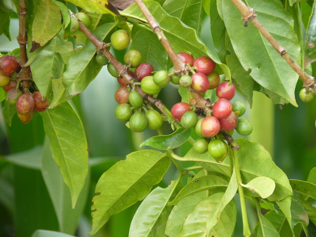 зелений кава робуста танзанія